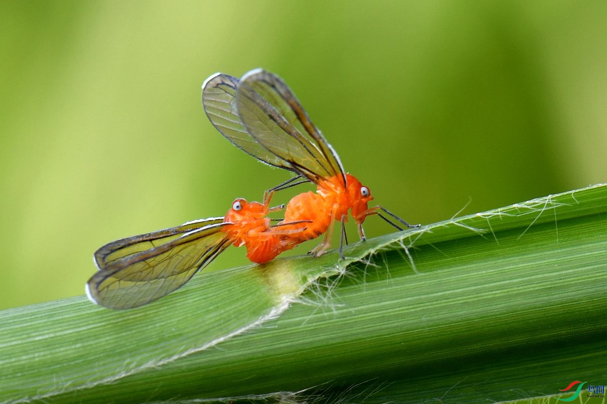 DSC_9698_����.jpg
