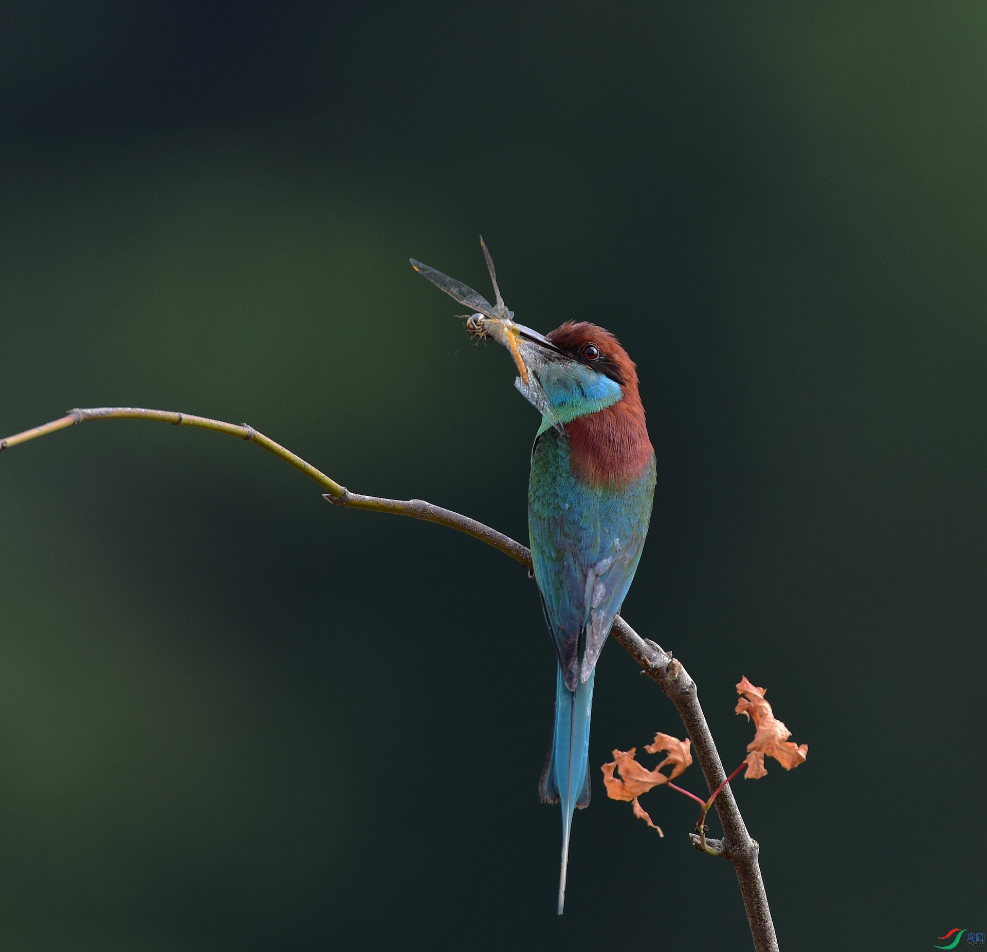 D8I_5394.jpg