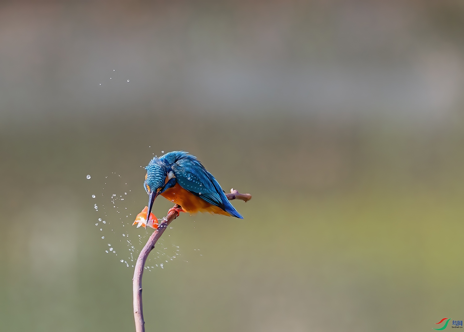 DSC_9301-2.jpg