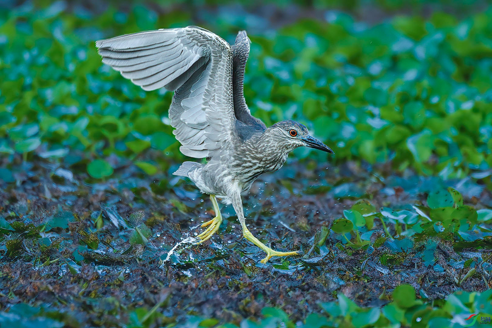 DSC_5450.jpg
