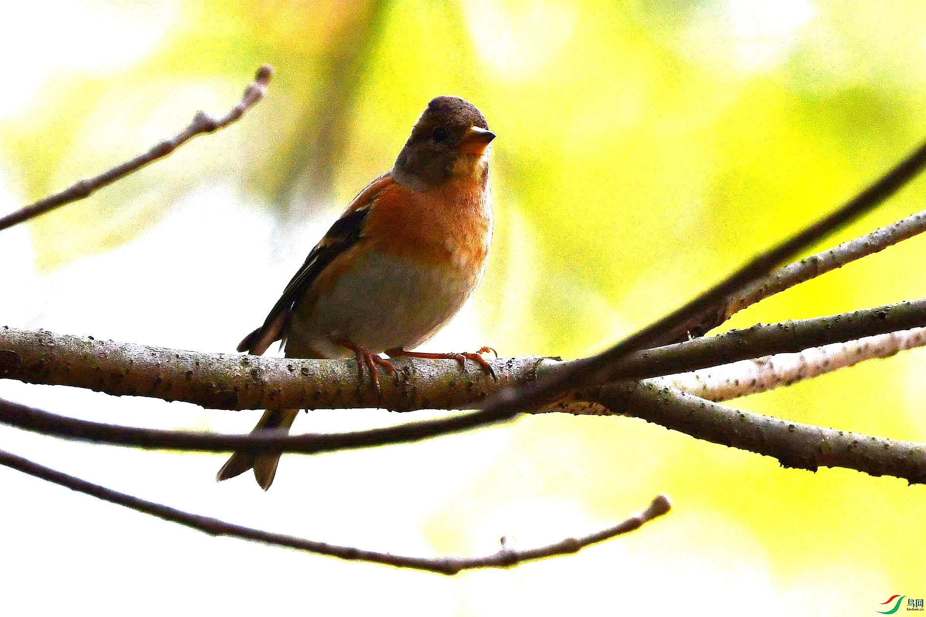DSC_3321_����.jpg