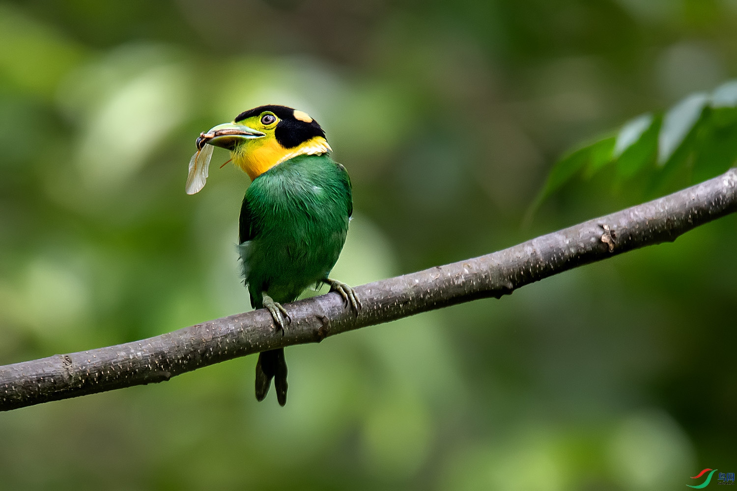 DSC_7217aq11.jpg