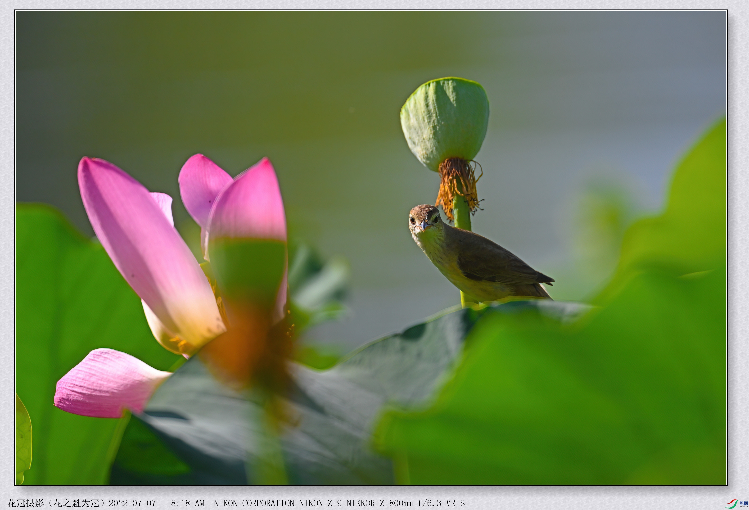 DSC_3211B-1-DeNoiseAI-low-light_����.jpg