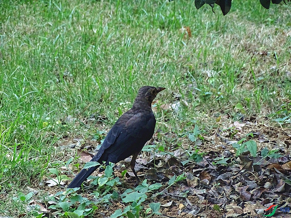 DSC02374.JPG