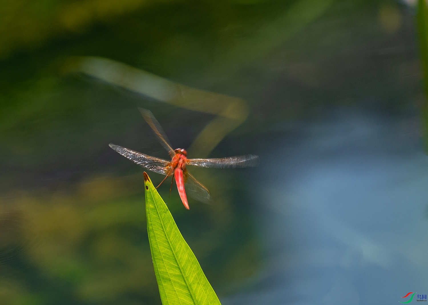 DSCF0446-2.jpg