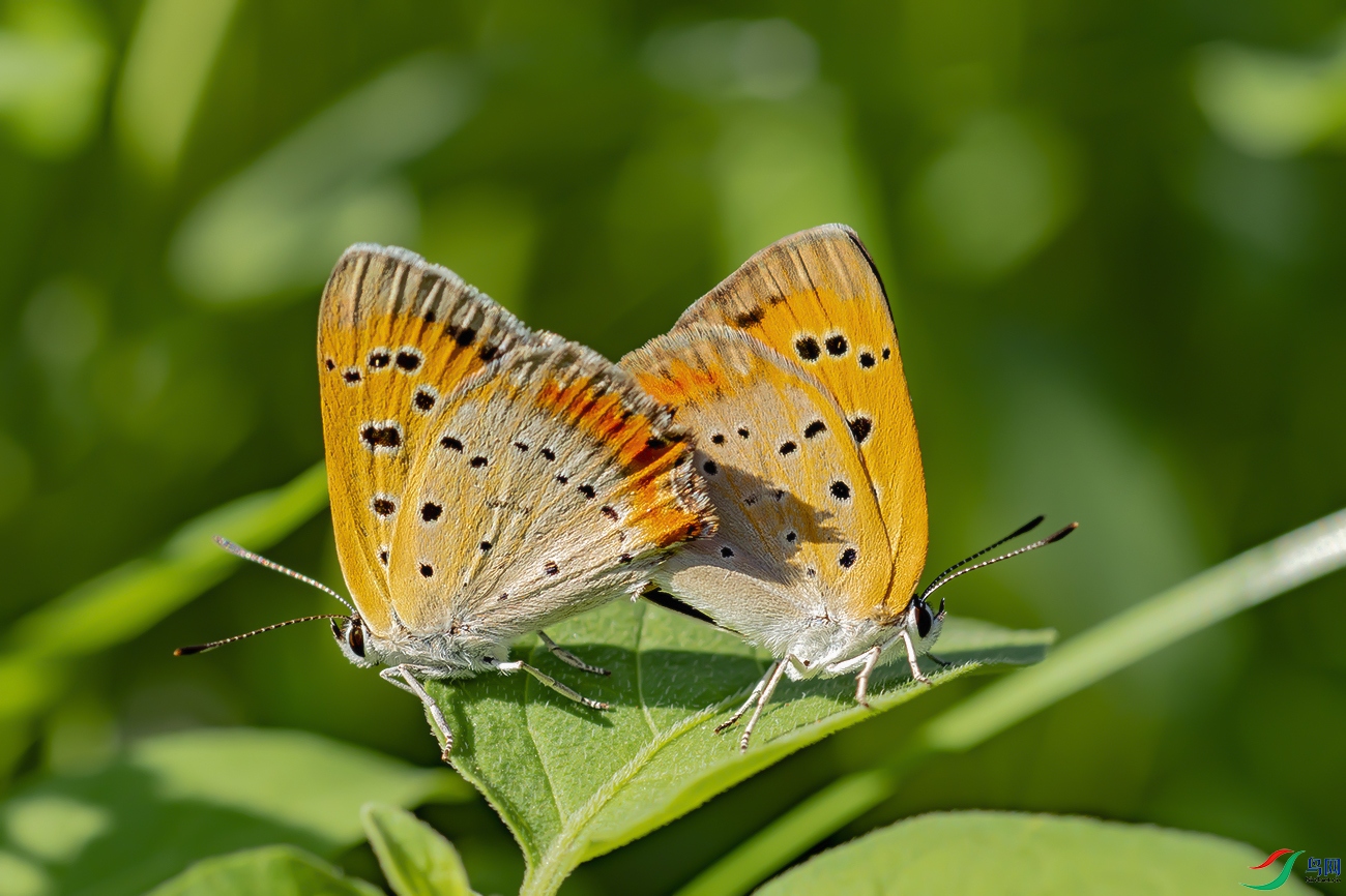 DSC_1196----.jpg