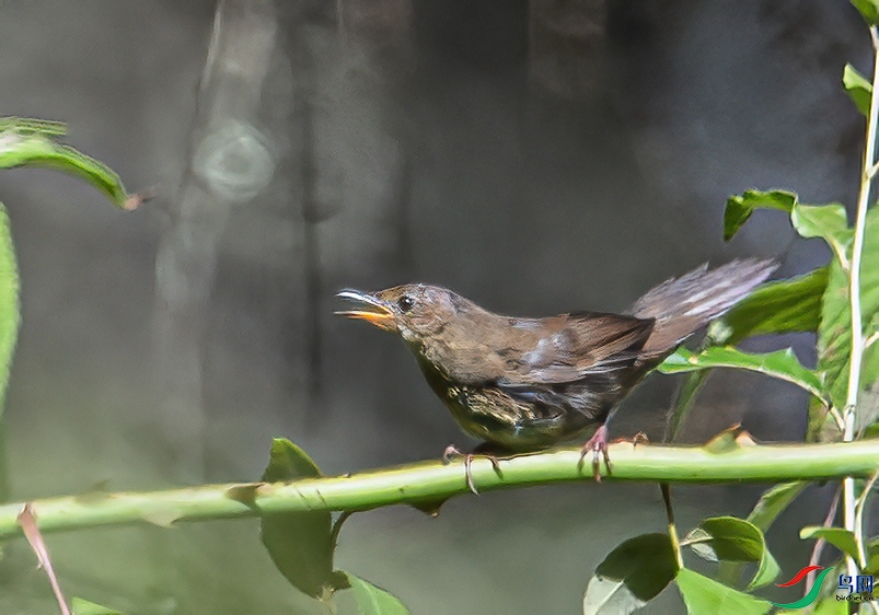 DSC_9925.jpg