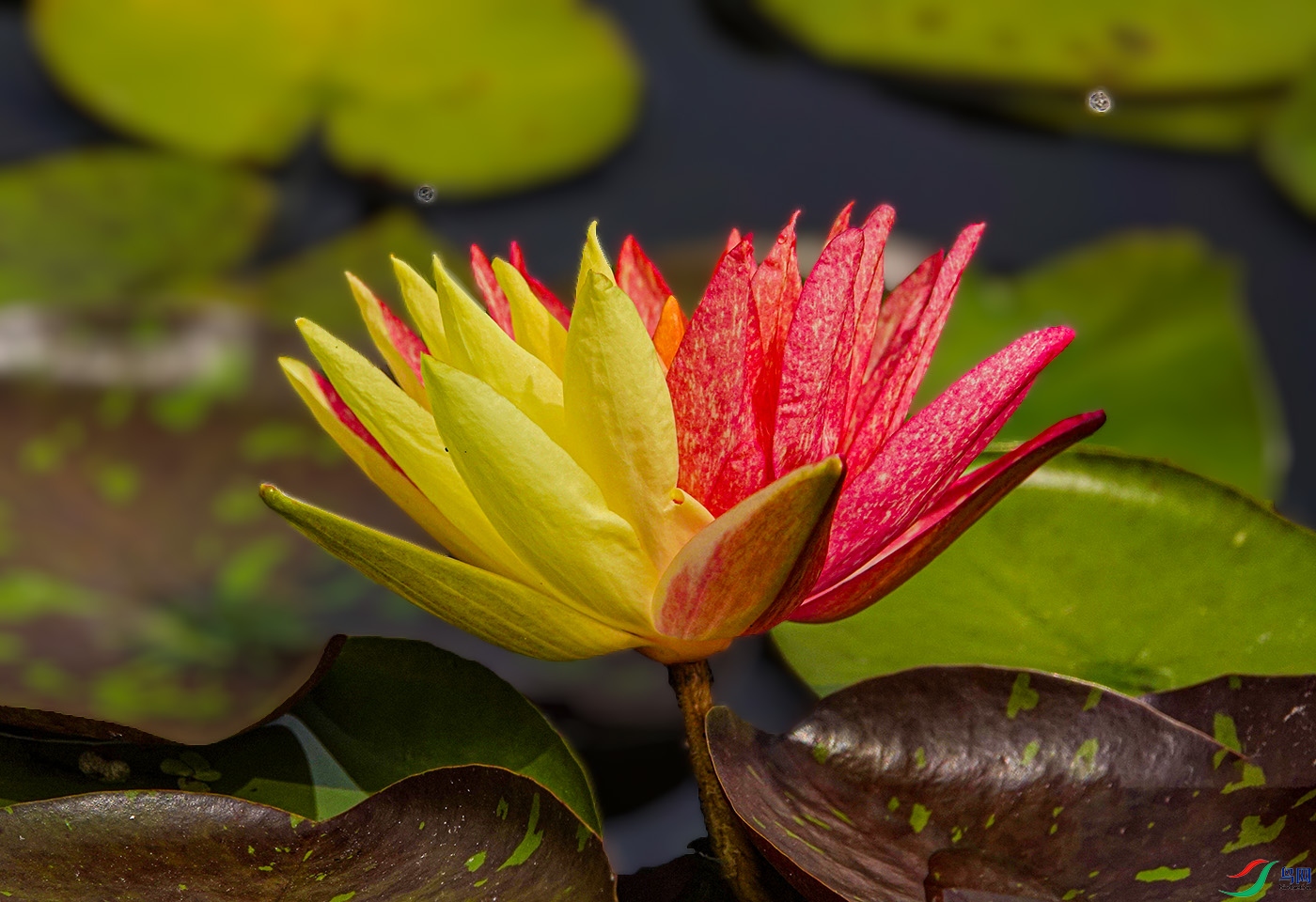 DSC01452 ����.jpg