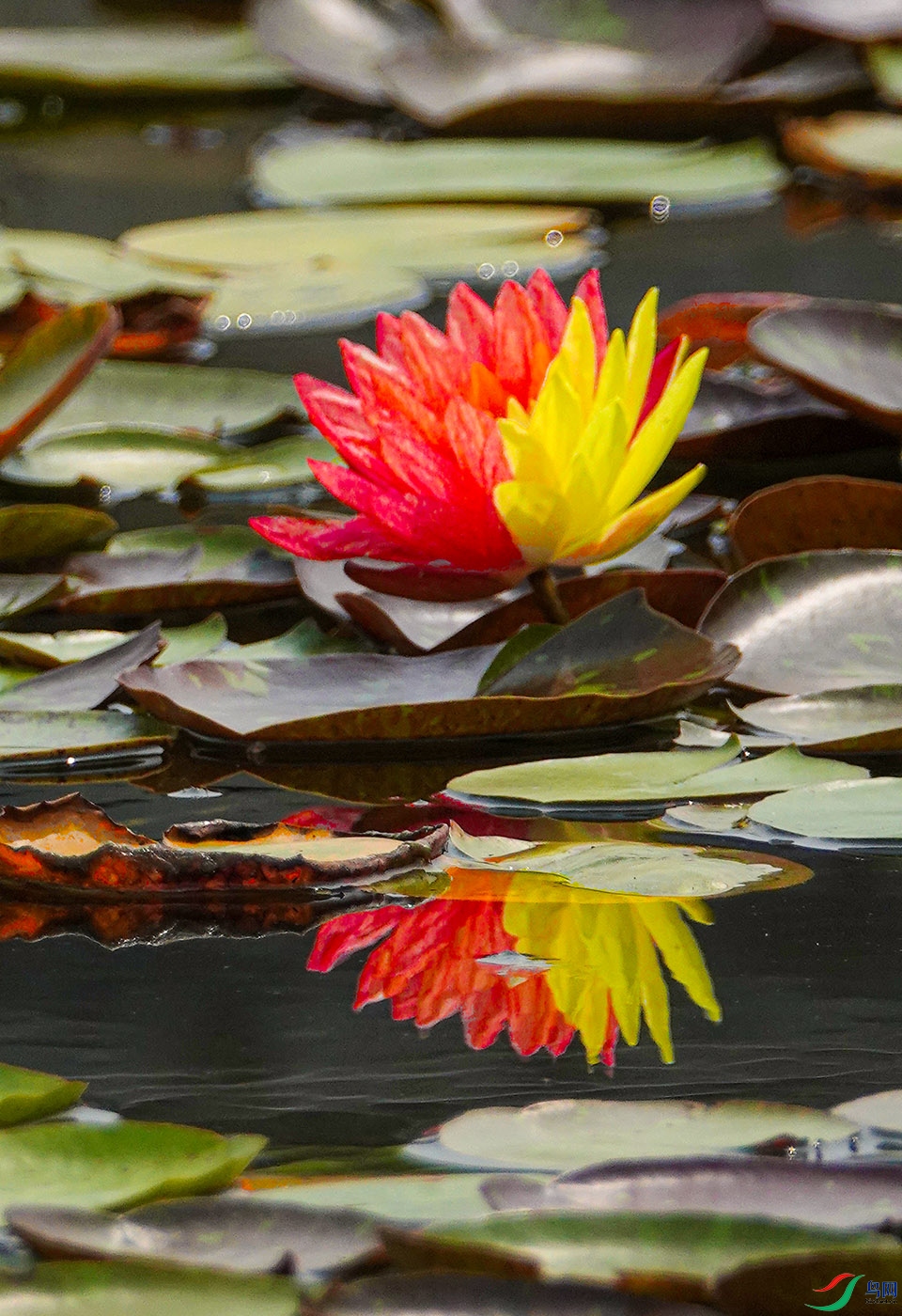 DSC01462 ����.jpg