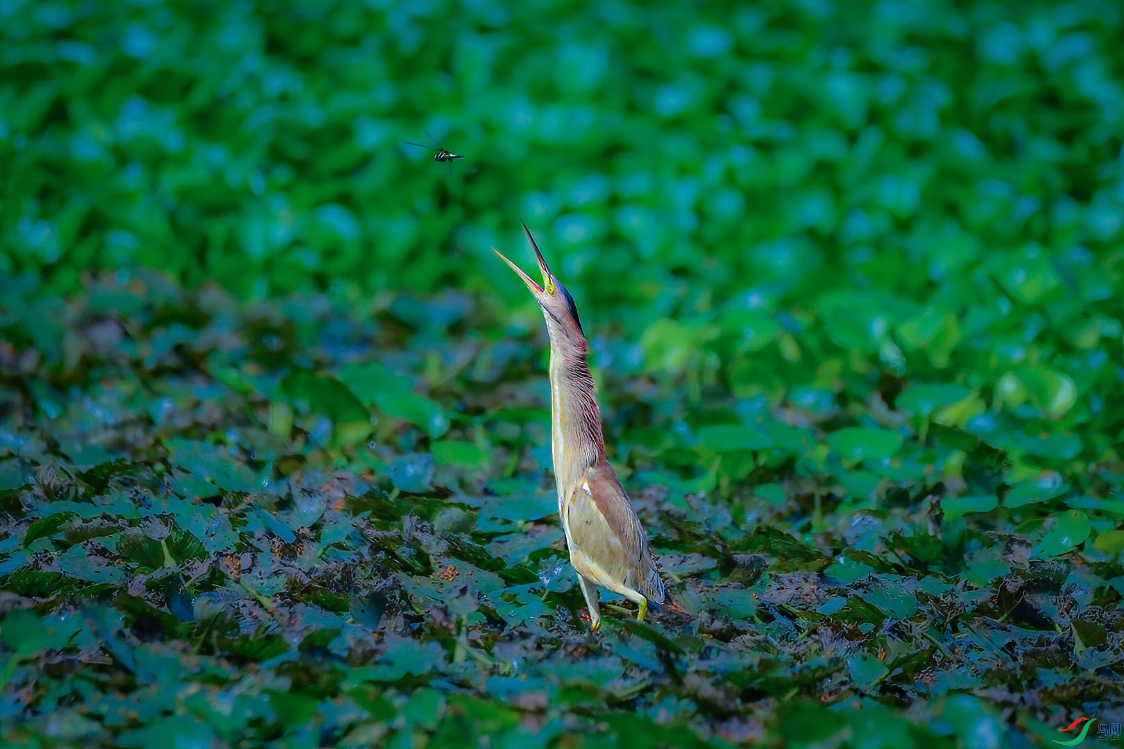 DSC_6076.jpg