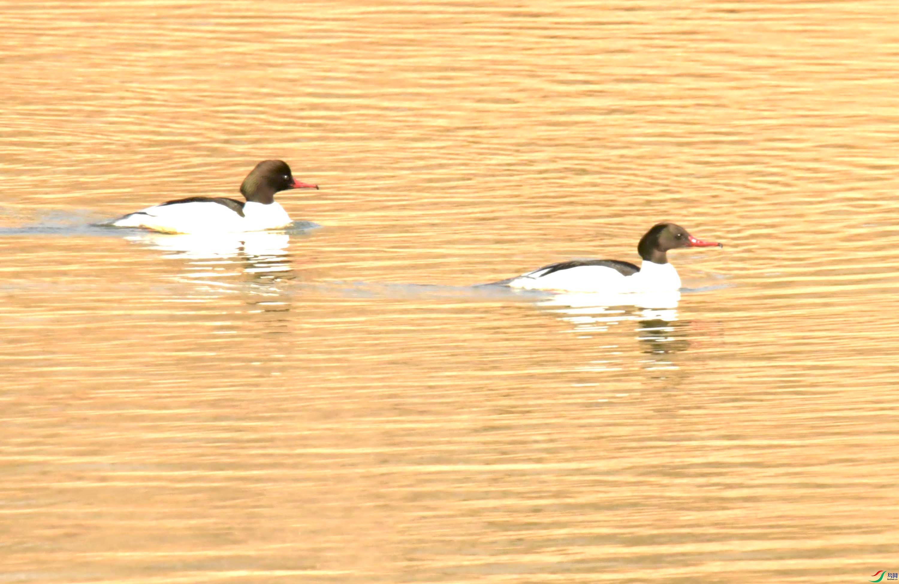 NIKON CORPORATION NIKON D500 -5568x3712-18009984.JPEG