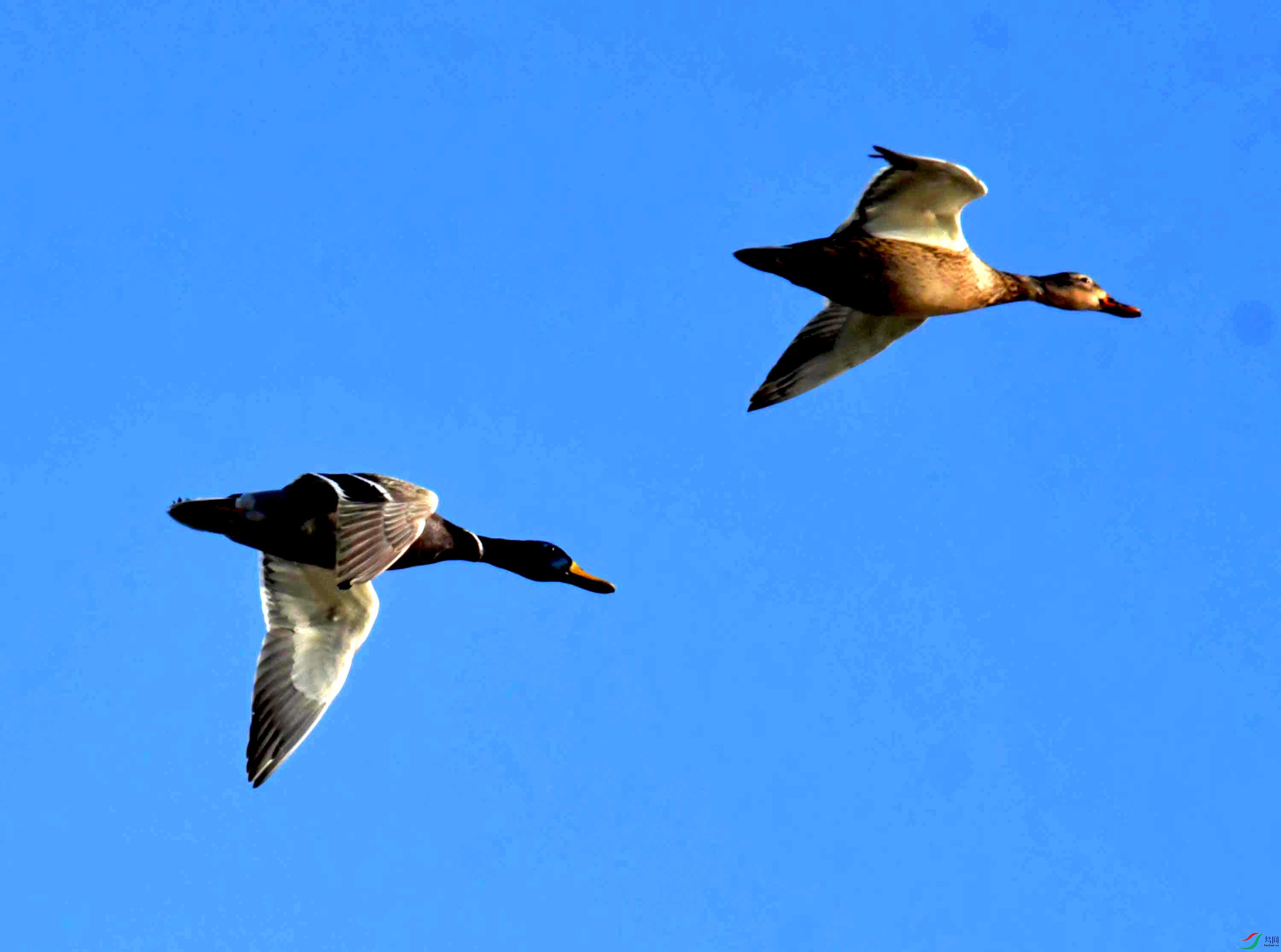 DSC_9962.JPG