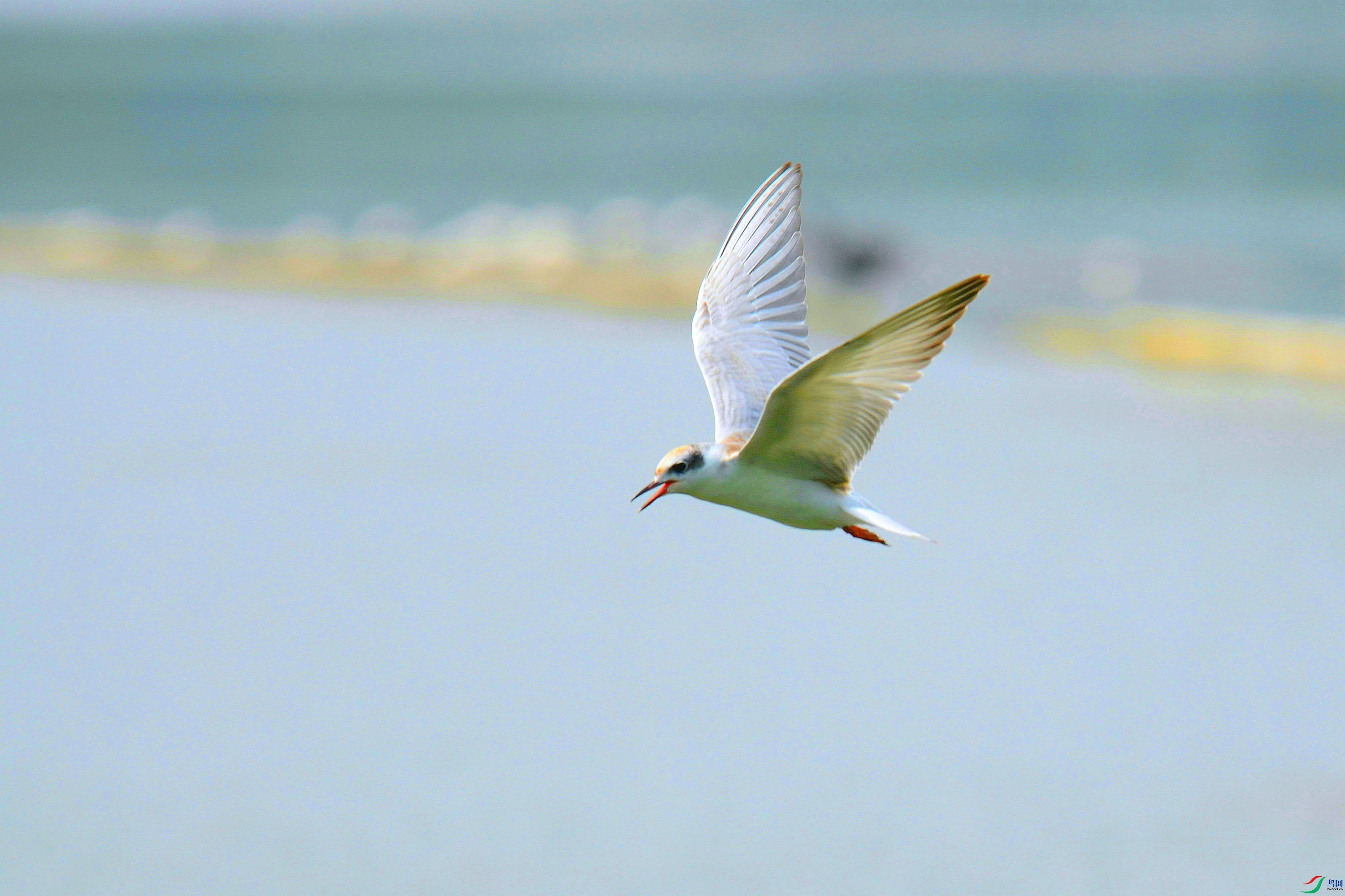 DSC_6170.JPG
