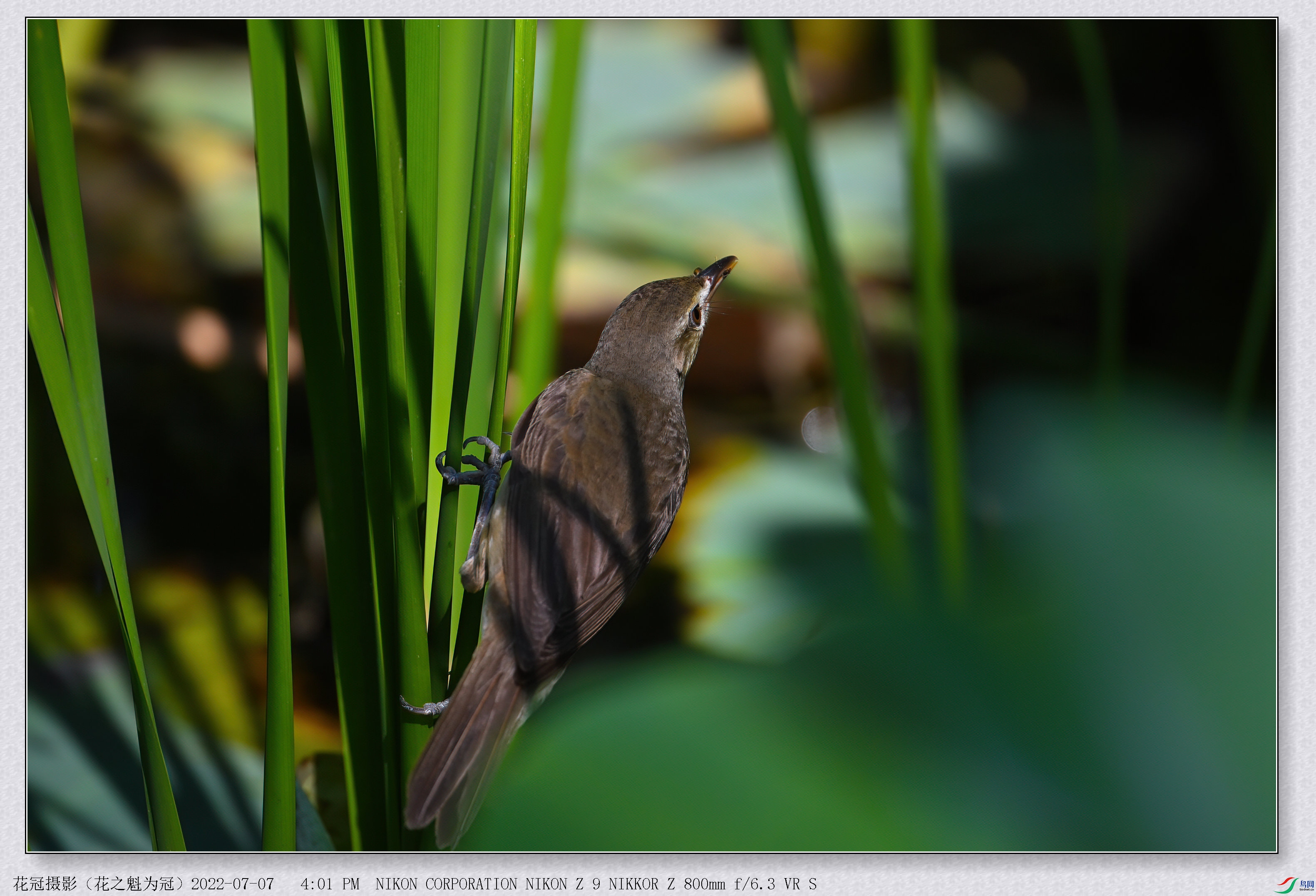 DSC_6141B-1-DeNoiseAI-low-light_����.jpg