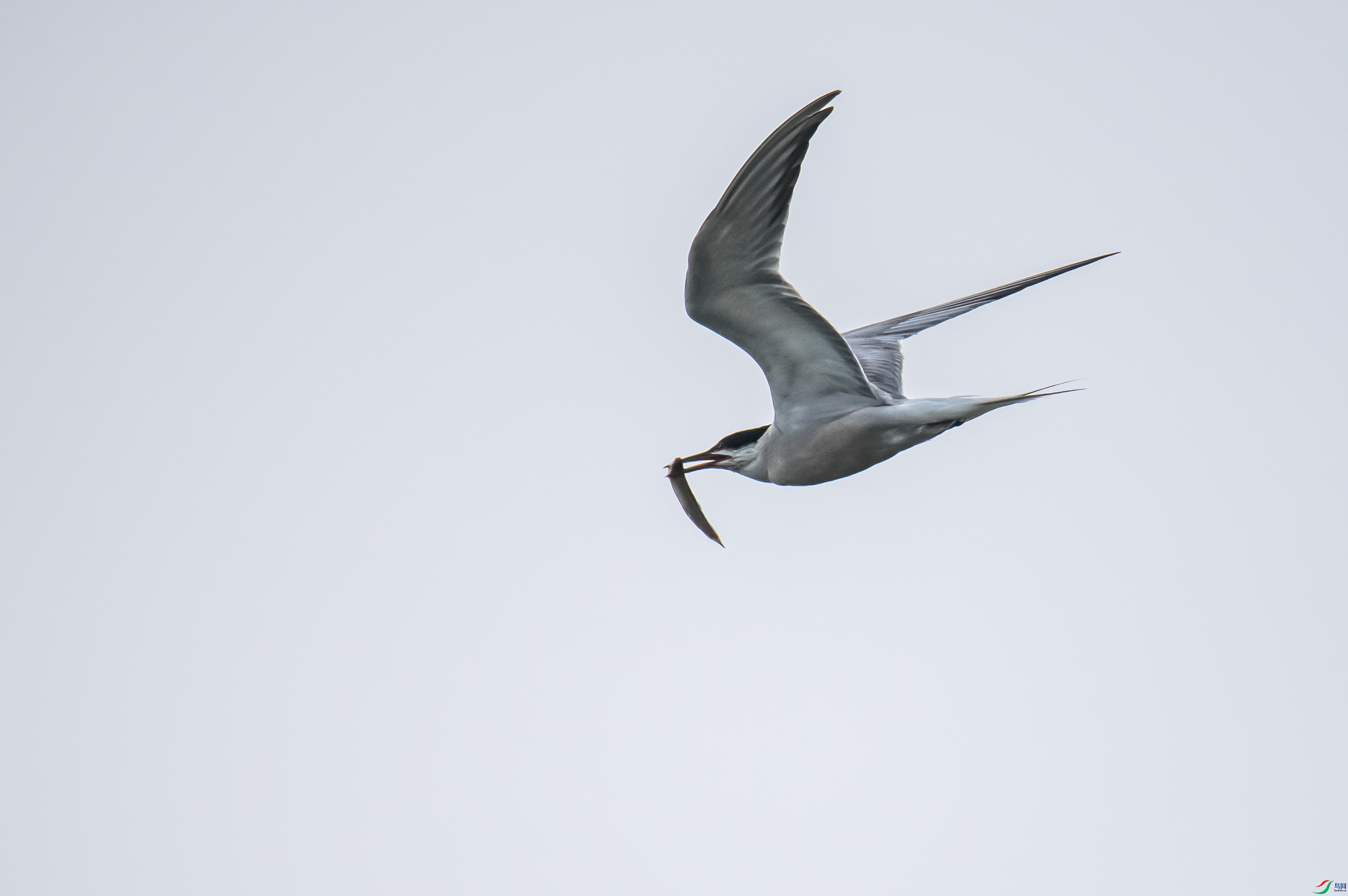 DSC_4086.jpg