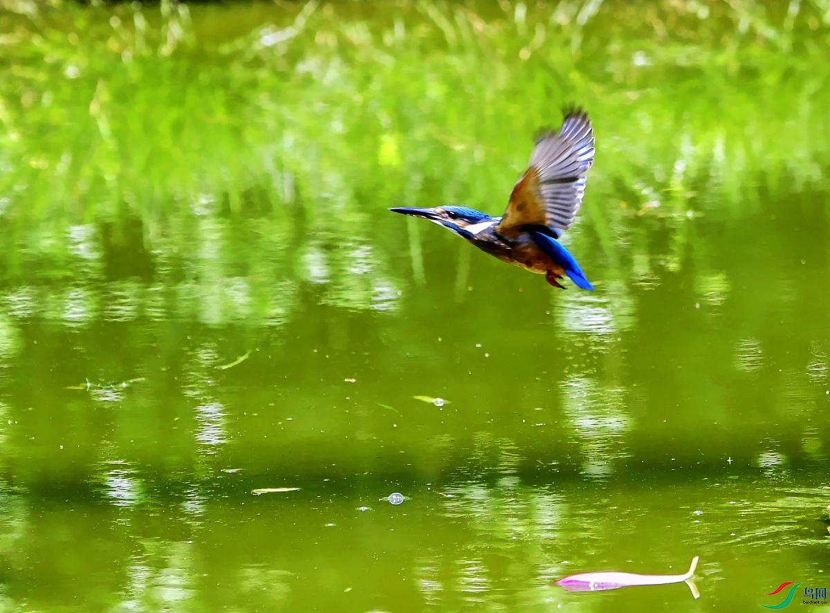 DSC_5929---_conew1.jpg