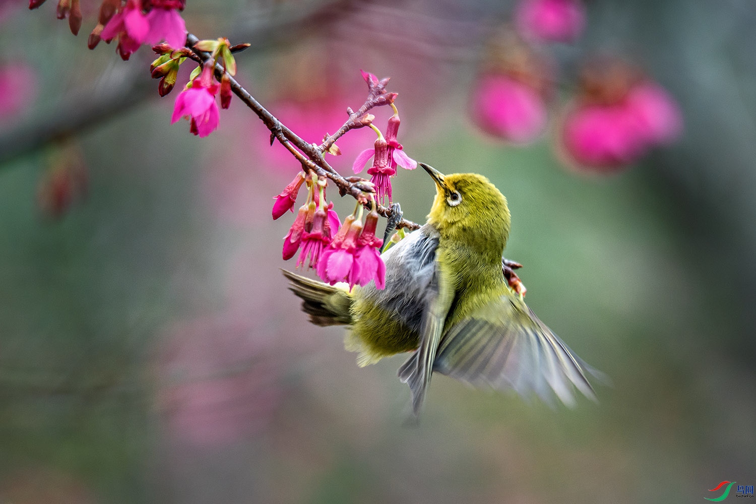 DSC_7985a.jpg