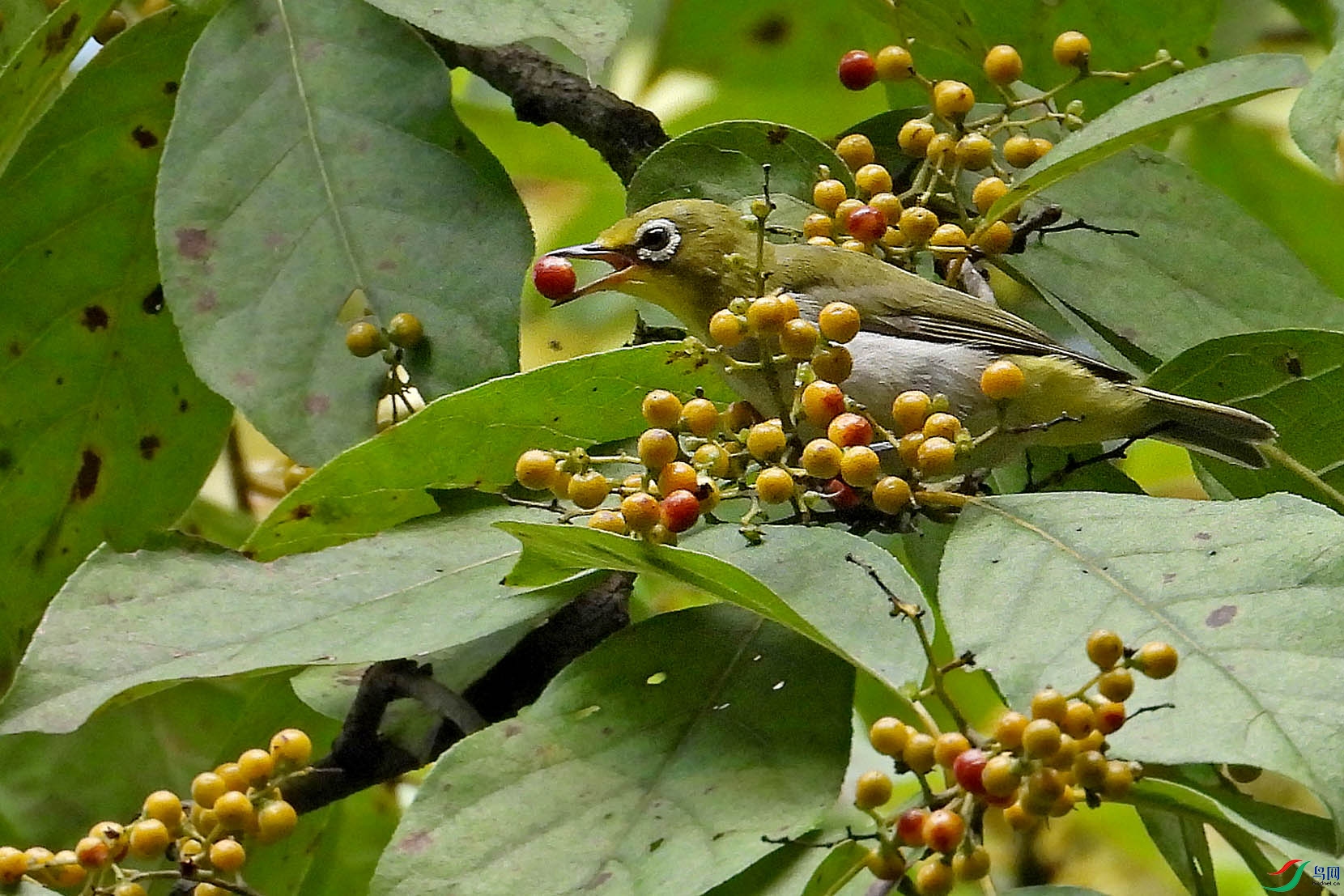 DSCN4610.jpg