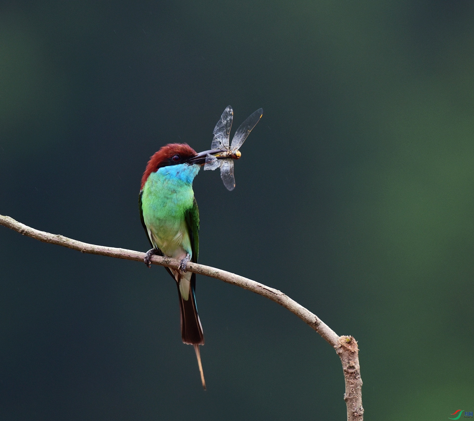 D8I_0700.jpg