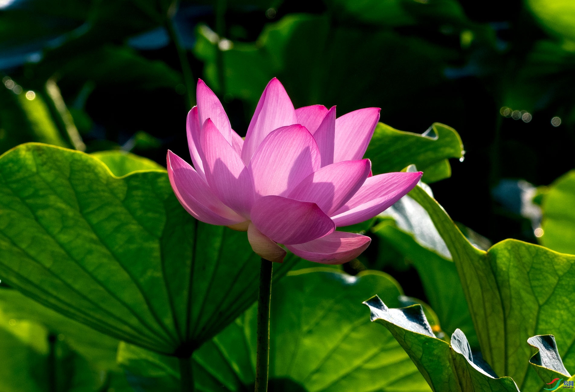DSC_1660.jpg