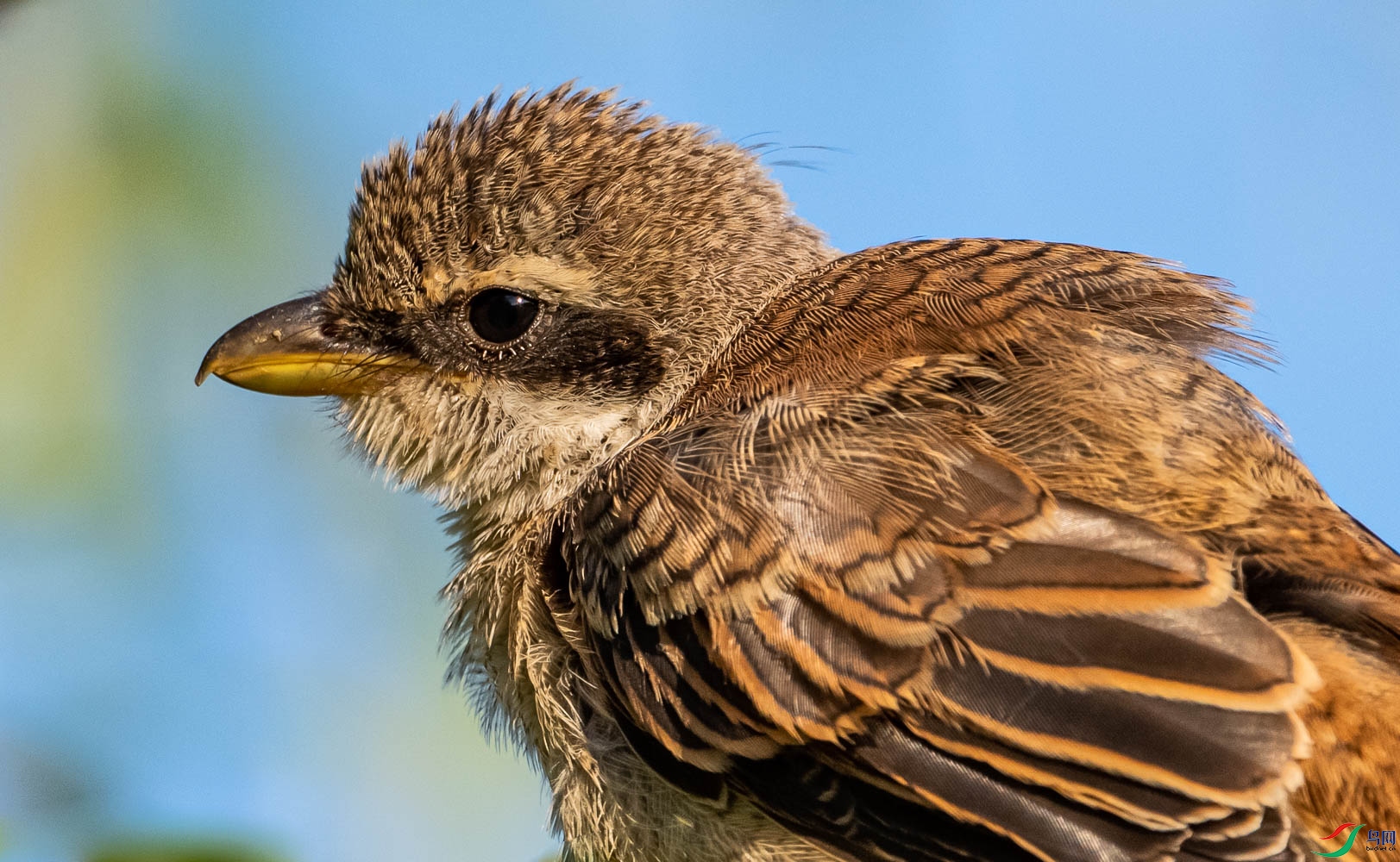 ��β����