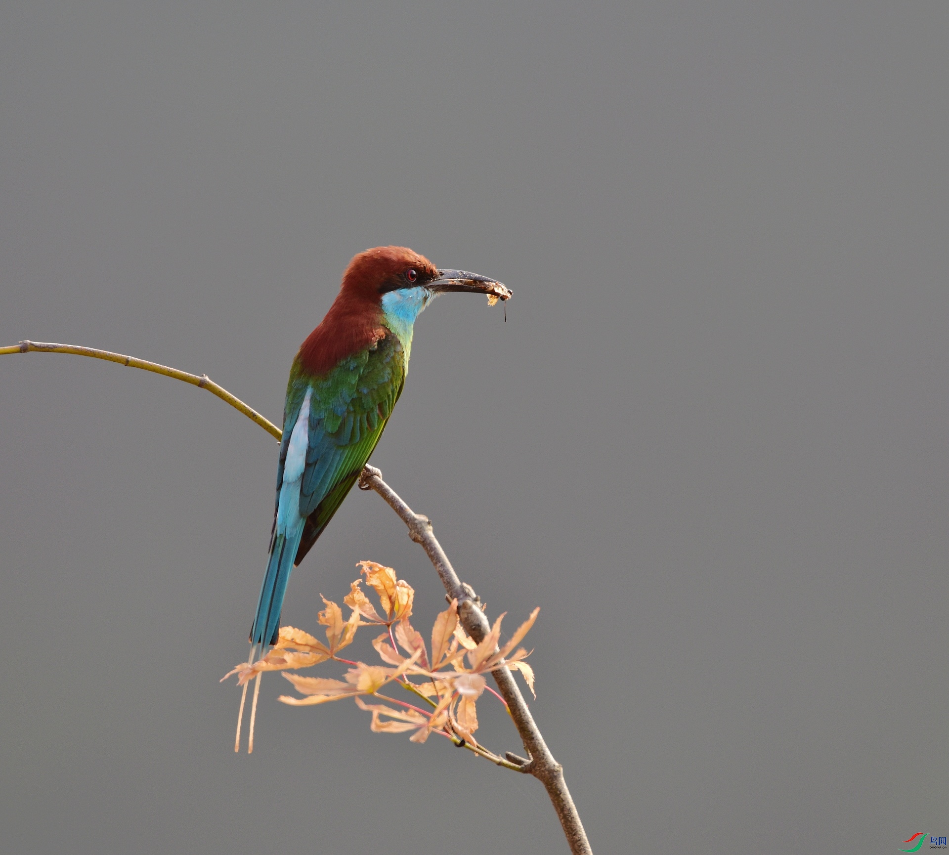 D8I_0307.jpg