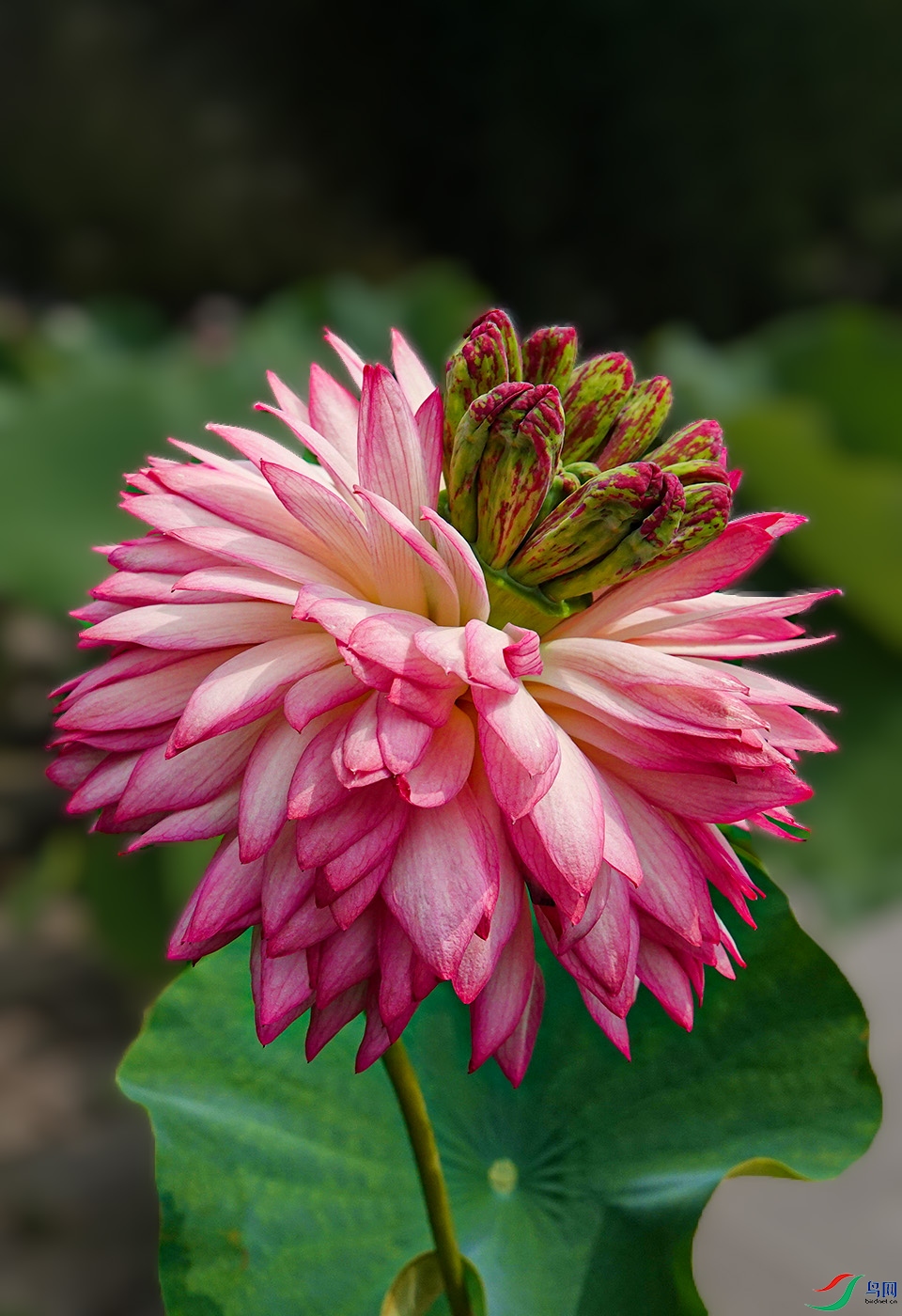 DSC01627 ����.jpg