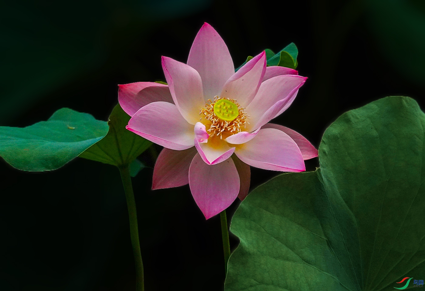 DSC00577 ����.jpg