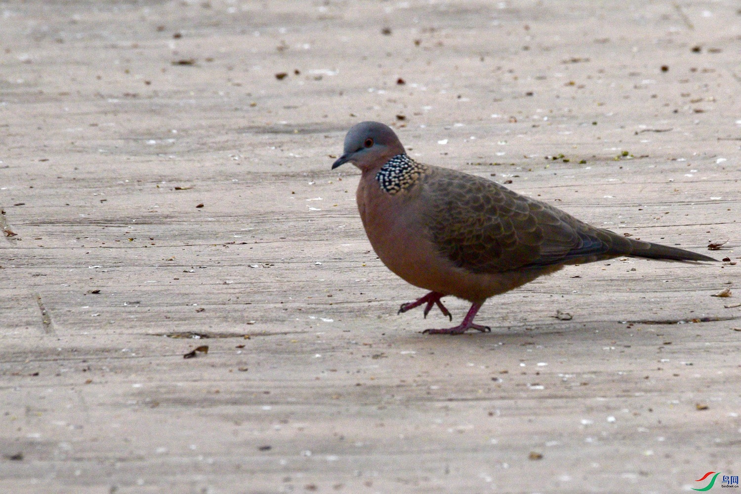 DSC_5230.JPG