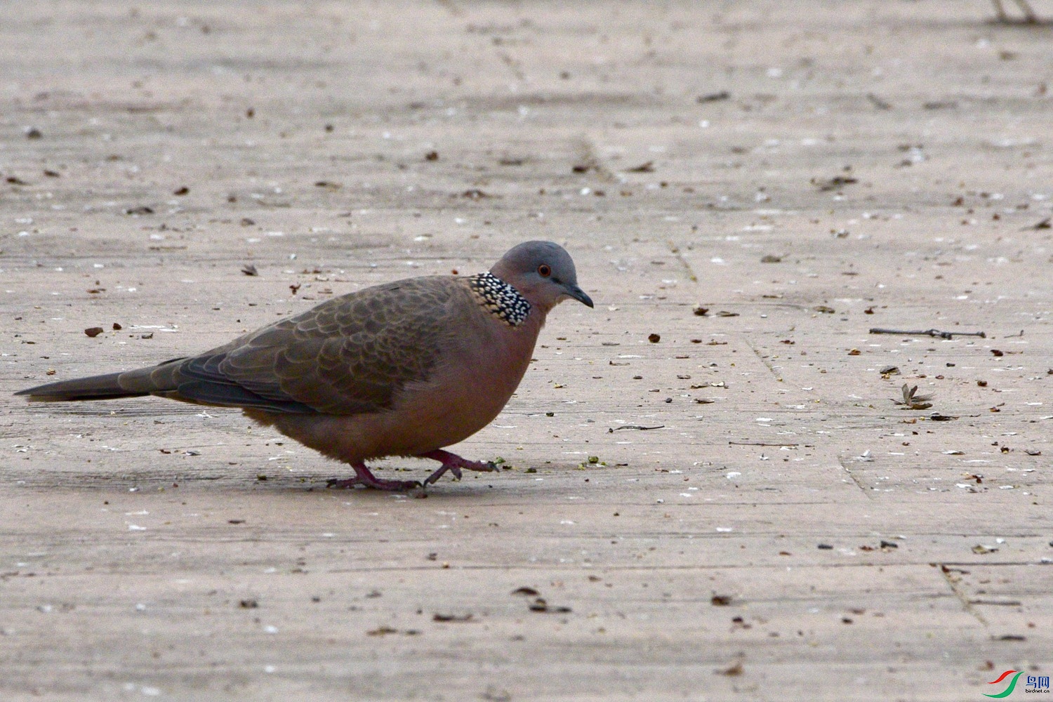 DSC_5225.JPG