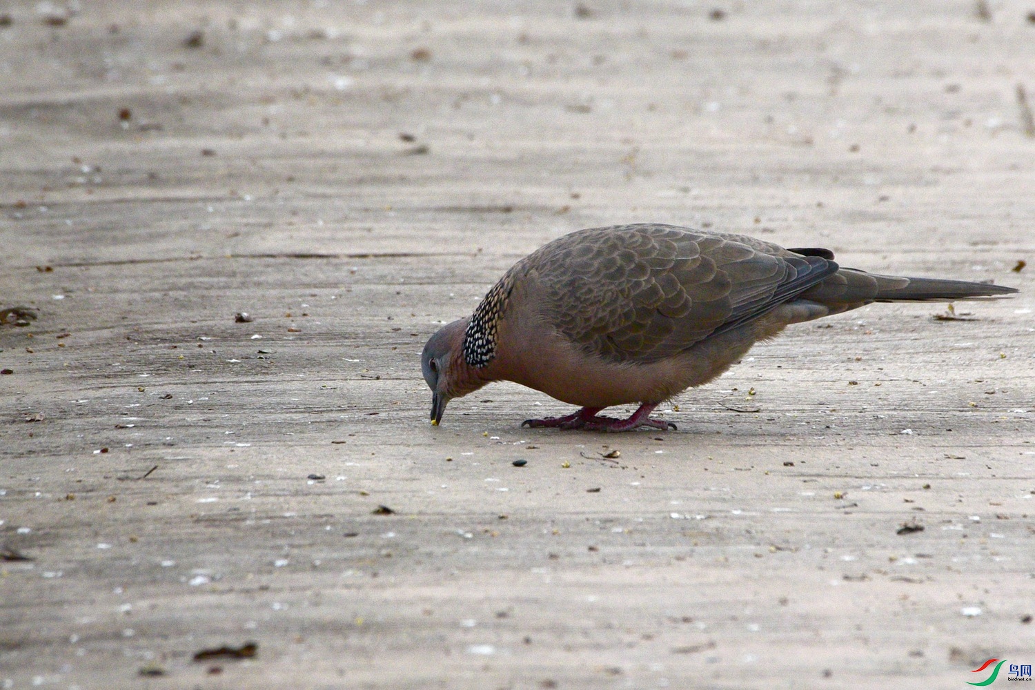 DSC_5234.JPG