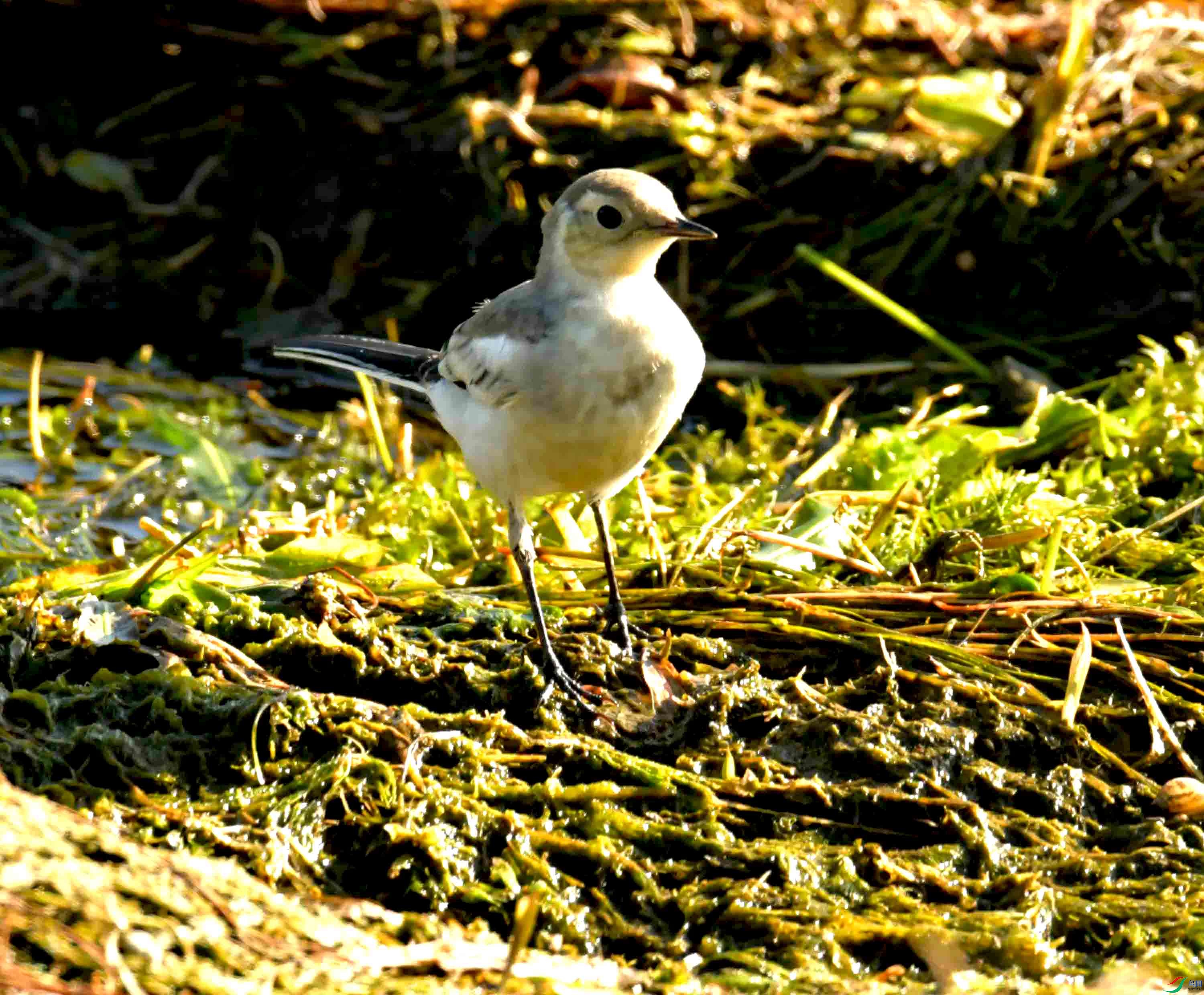 DSC_9818.JPG