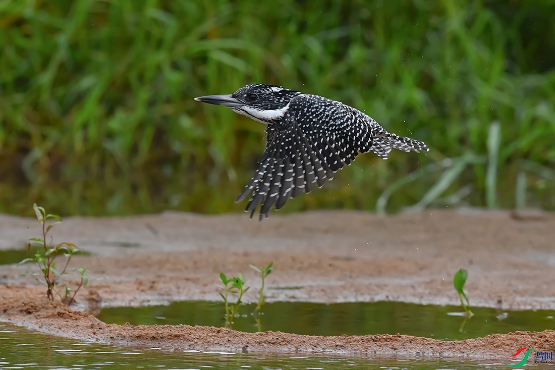 DSC_3175_DxOa.jpg