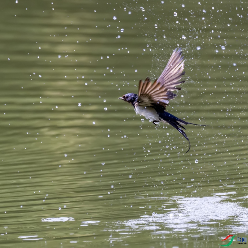 ������ˮ   ����