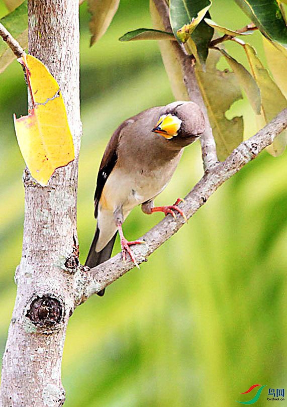 �β�����