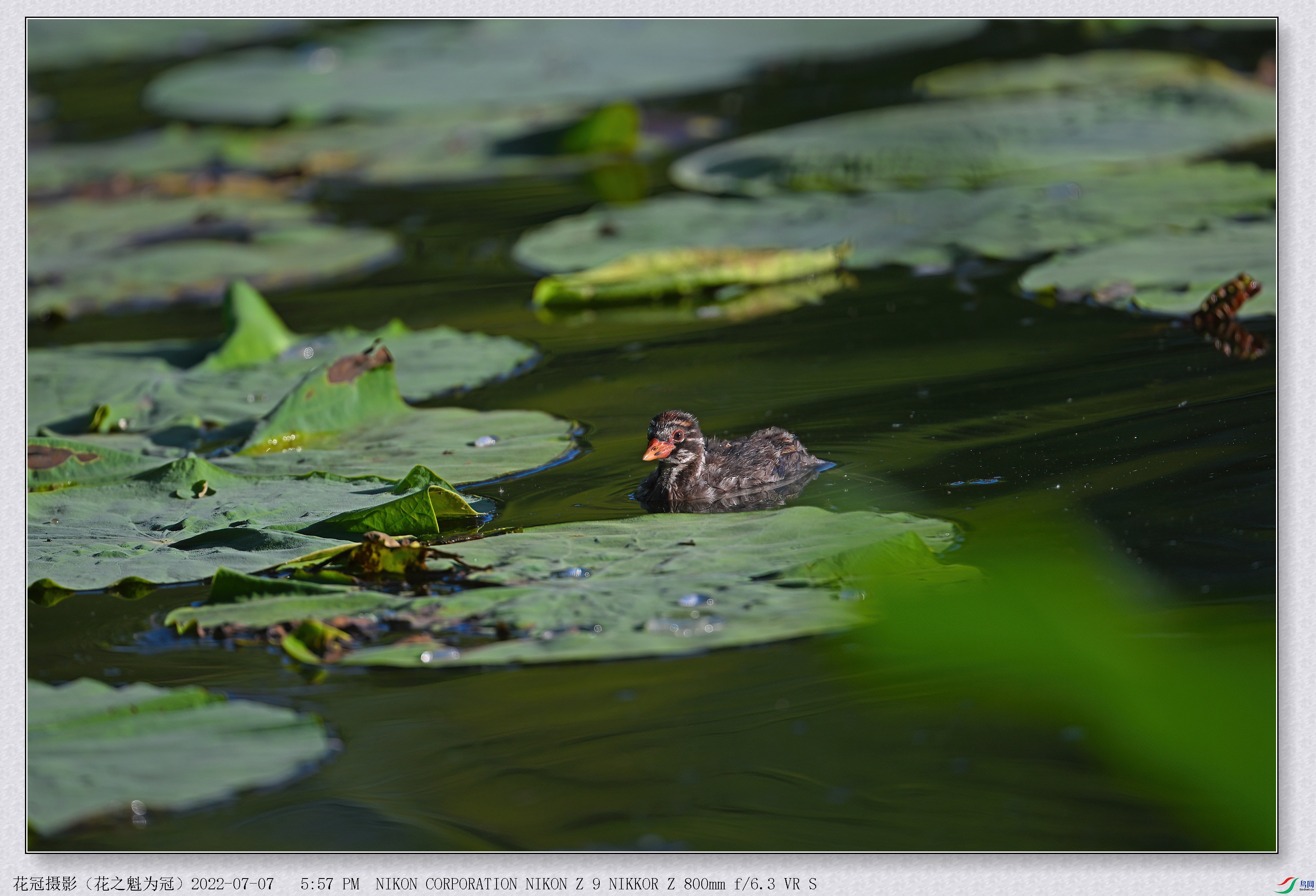 DSC_9670 (2)B-1-DeNoiseAI-low-light_����.jpg