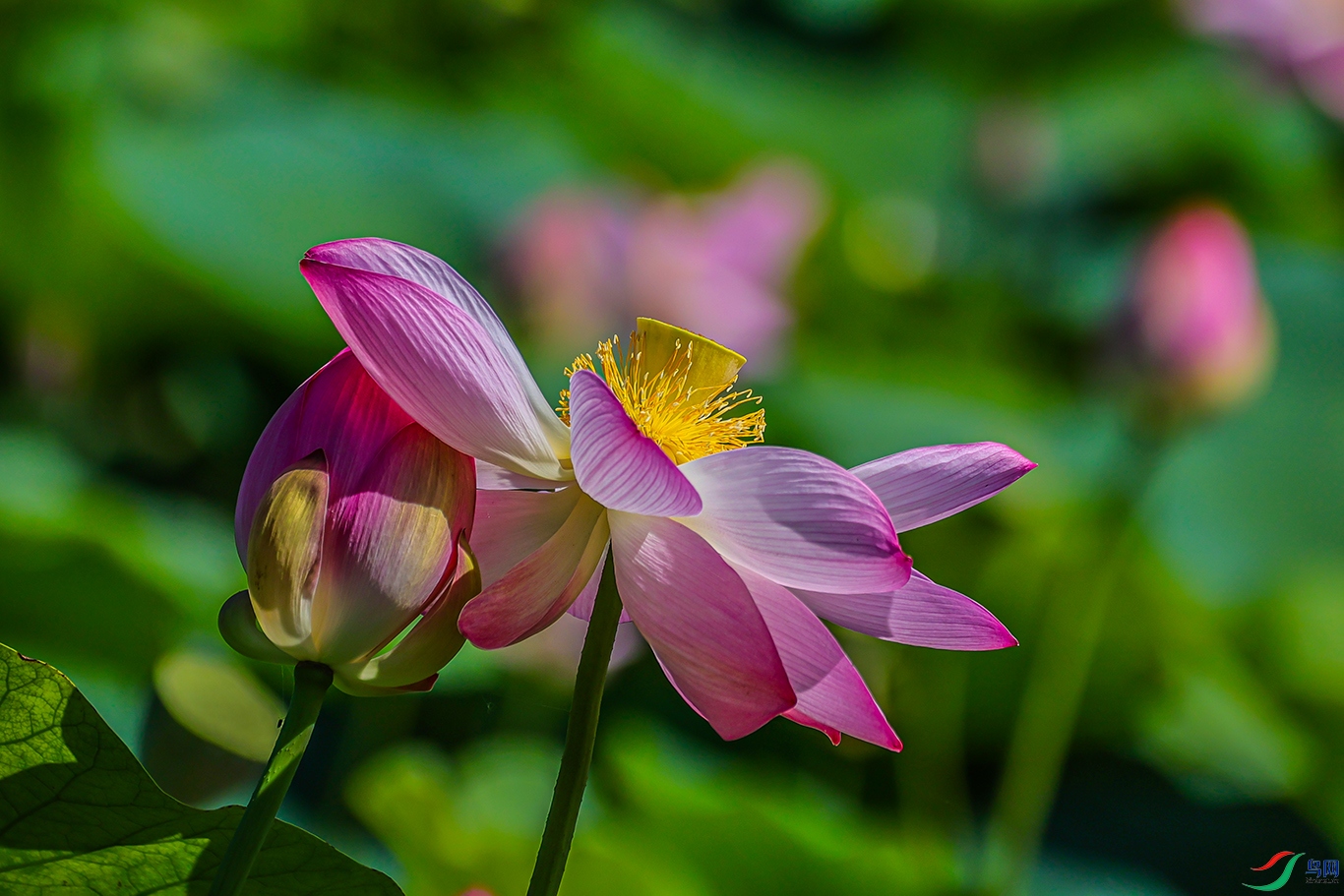 1K3A0972 ����1.jpg