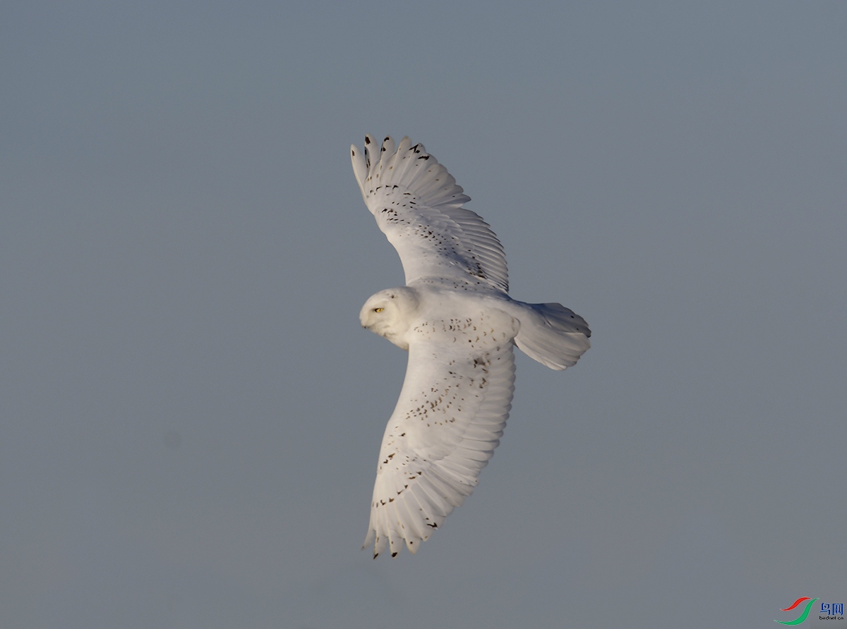 ���� _DSC4048 - ����.JPG