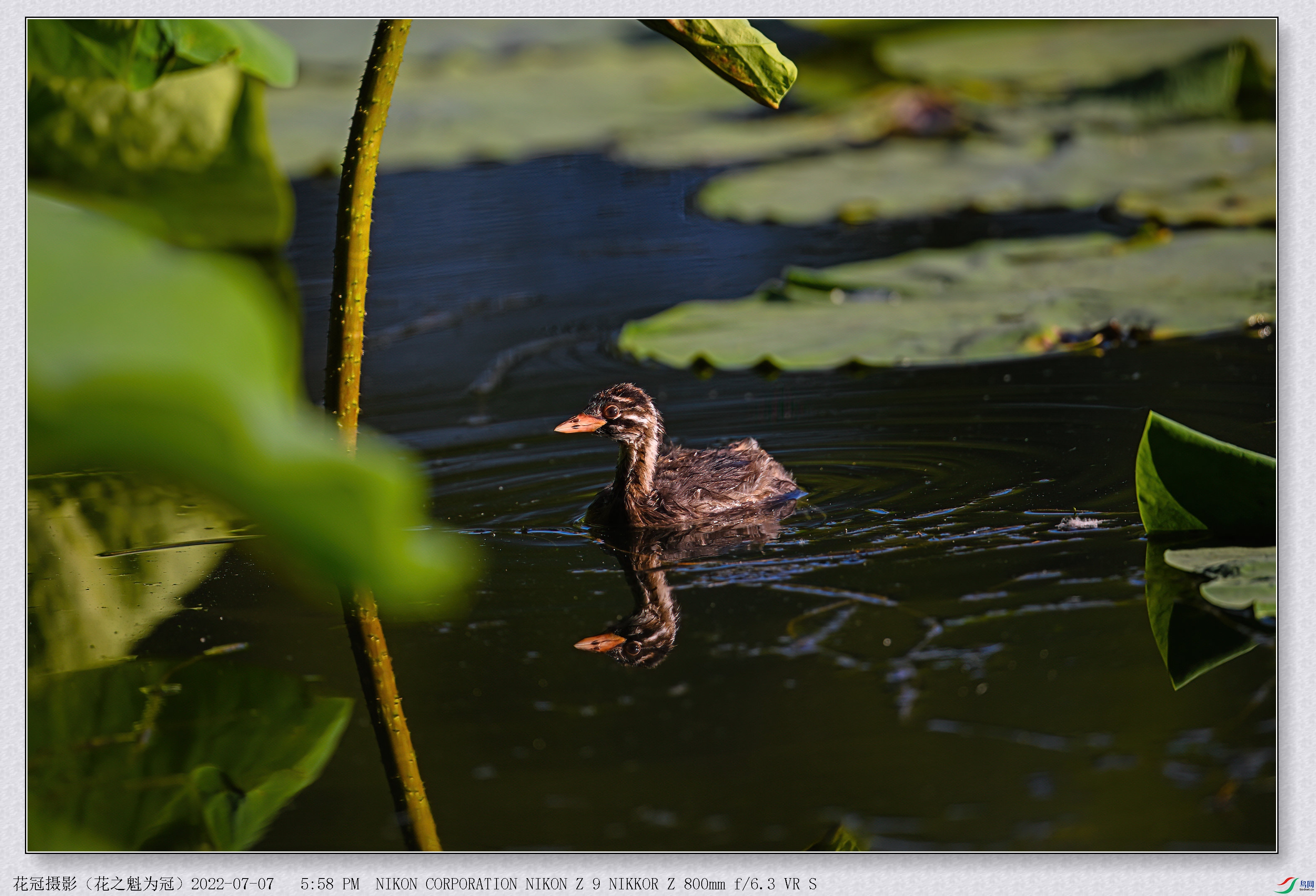 DSC_9979 (2)B-1-DeNoiseAI-low-light_����.jpg