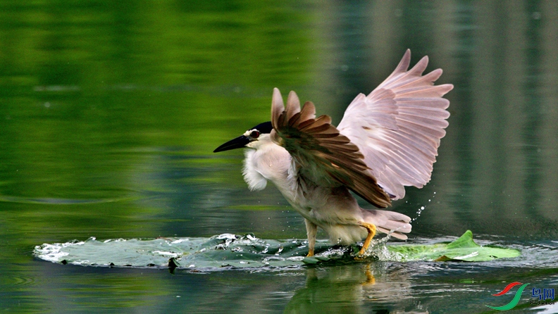 DSC_2450_00001_00001-000.jpg