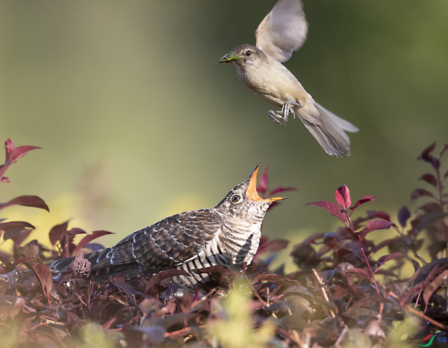 С��ĸ�� ������!7.jpg