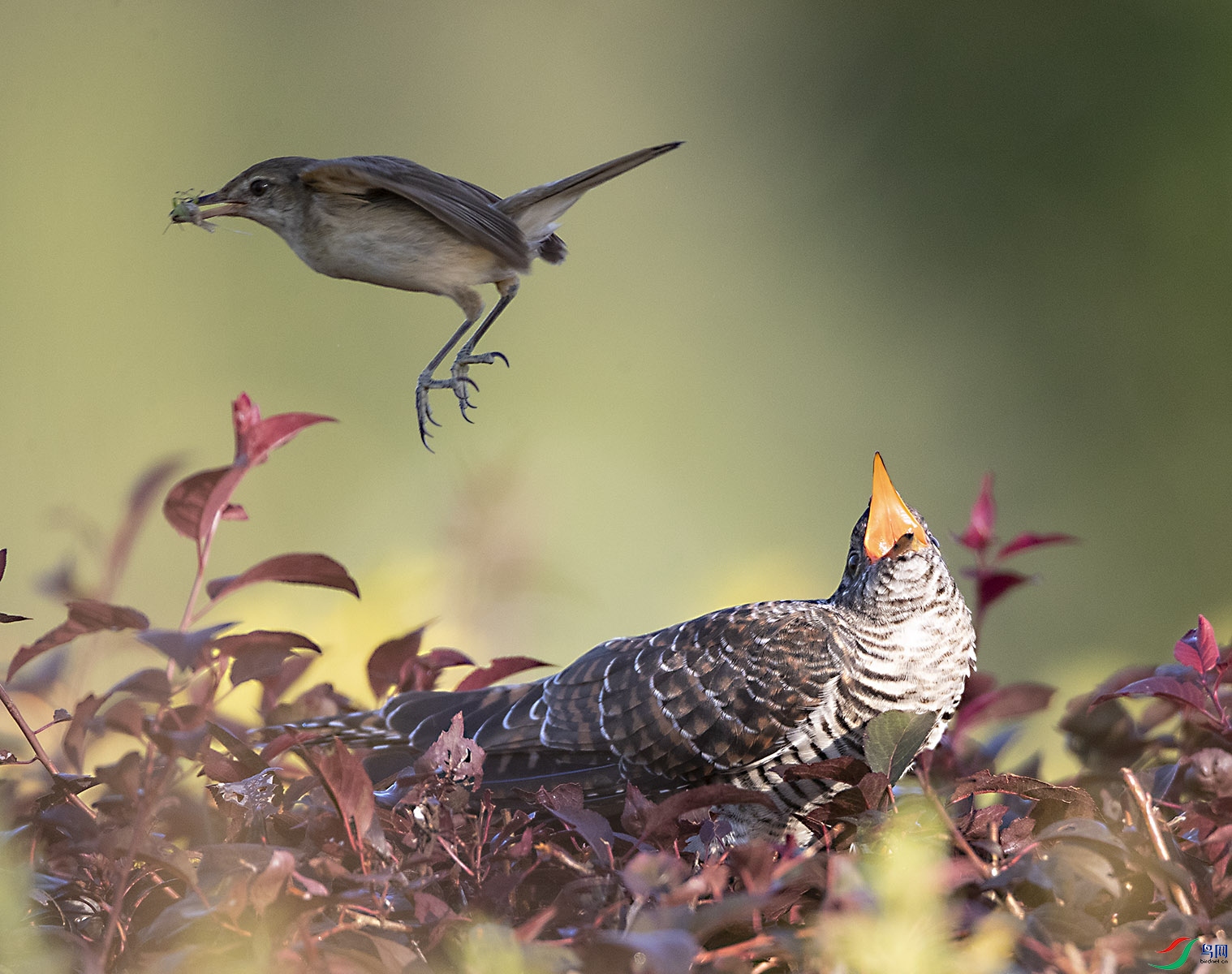 С��ĸ�� ������9.jpg