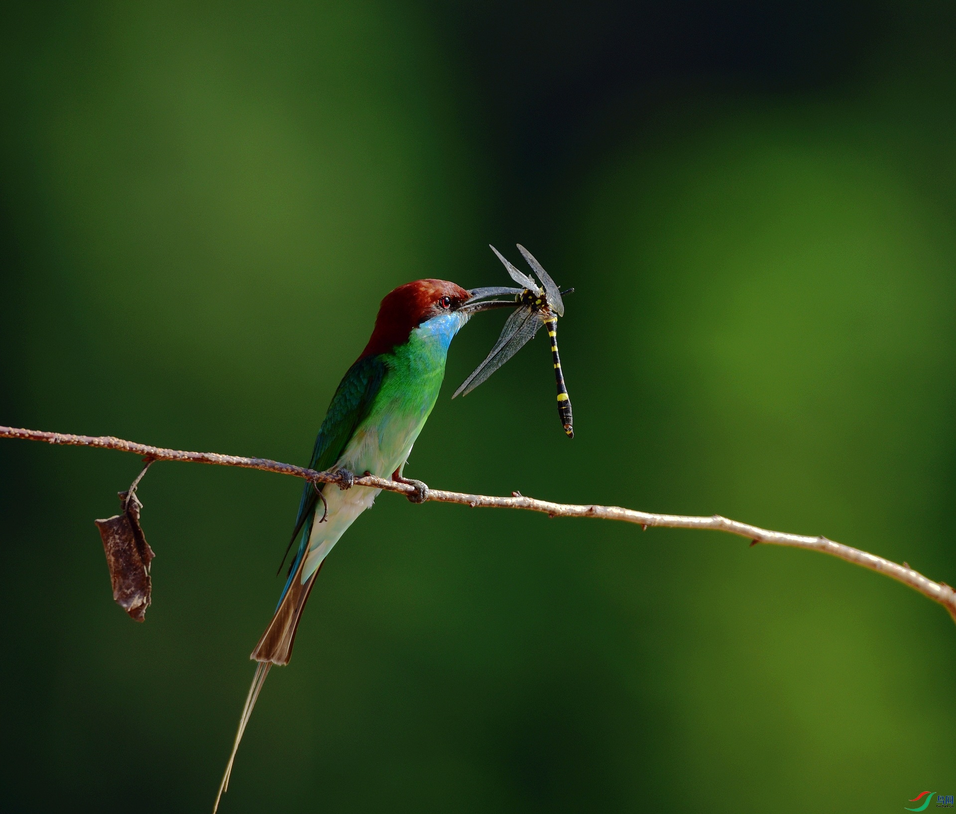 D8I_0799.jpg