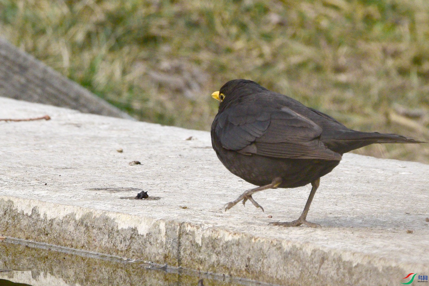 DSC_2533.JPG