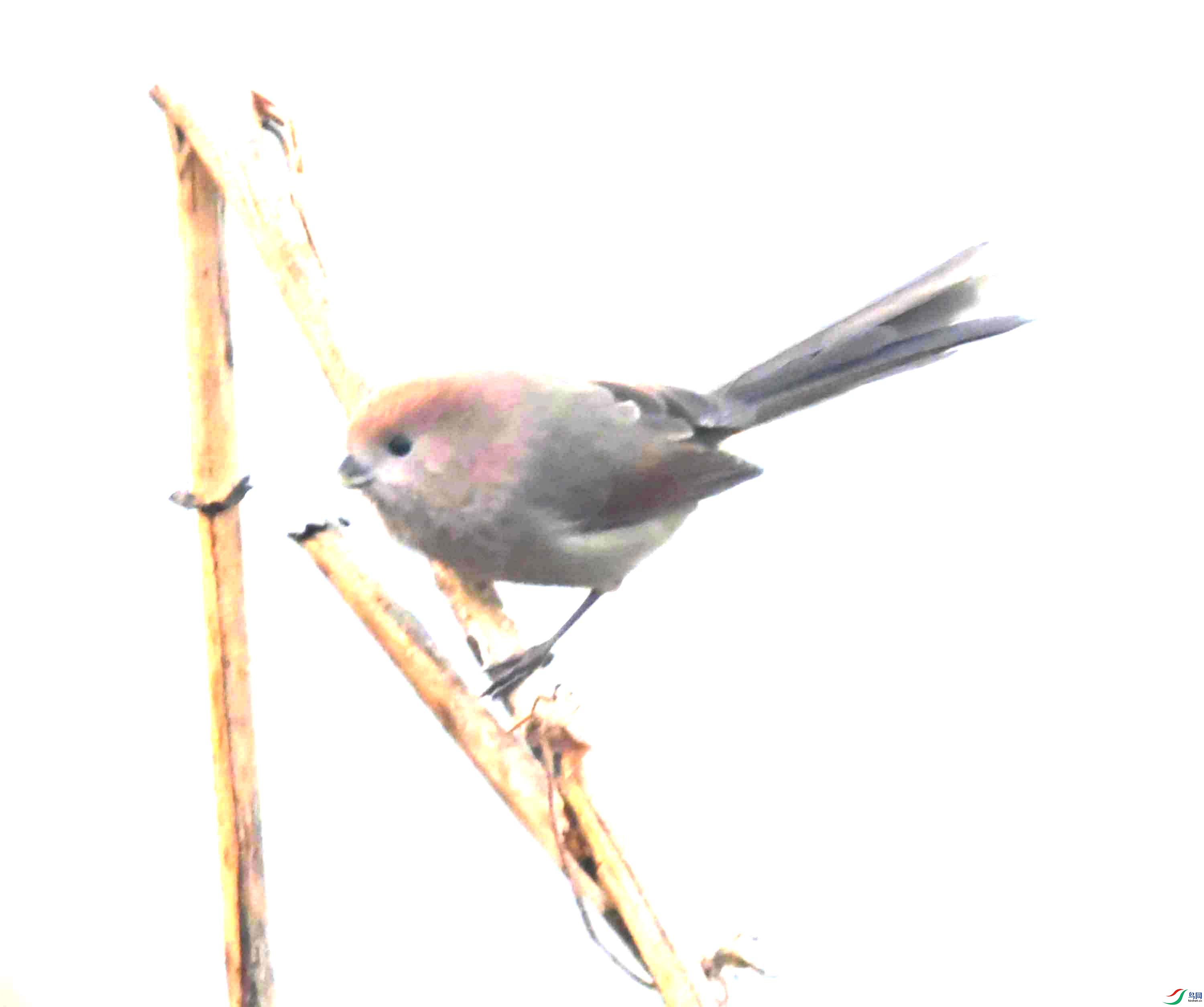 DSC_9589.JPG