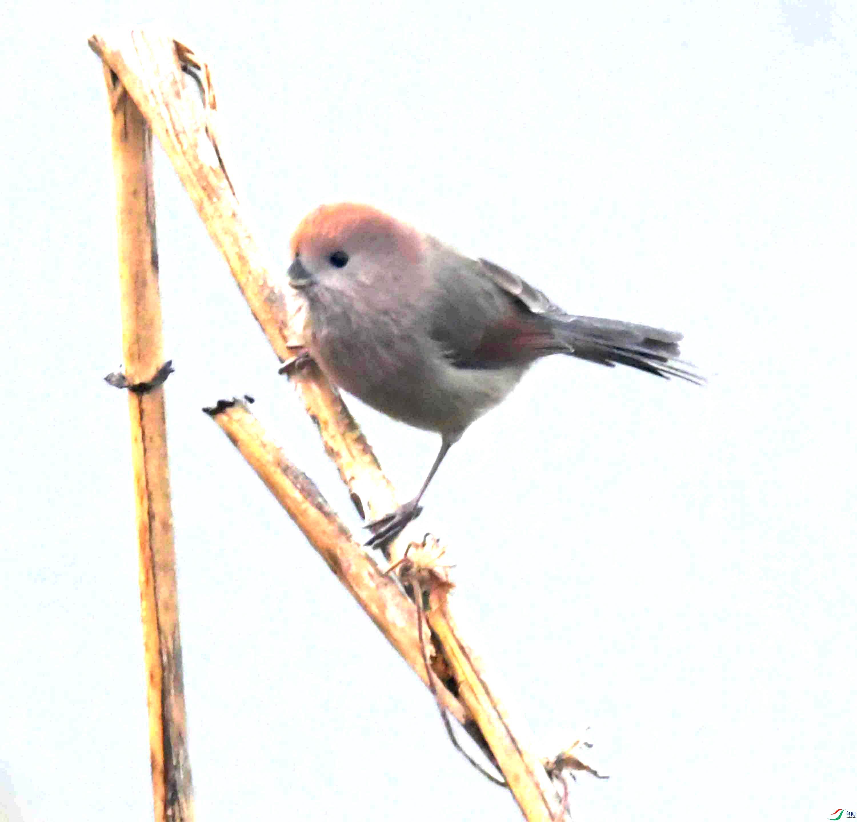 DSC_9592.JPG