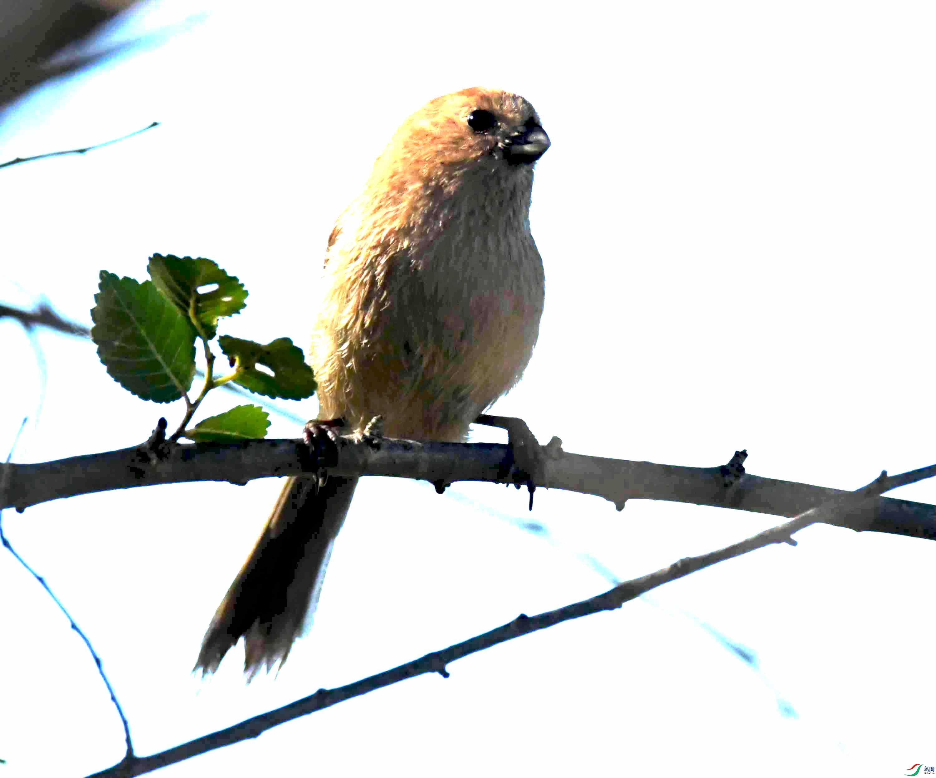 NIKON CORPORATION NIKON D500 -5568x3712-7185920.JPEG