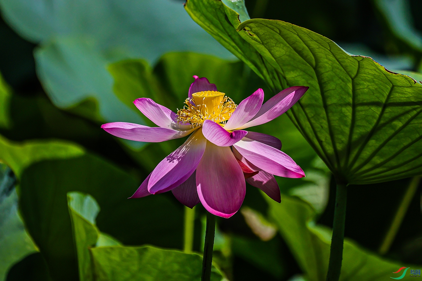 1K3A0998 ����1.jpg