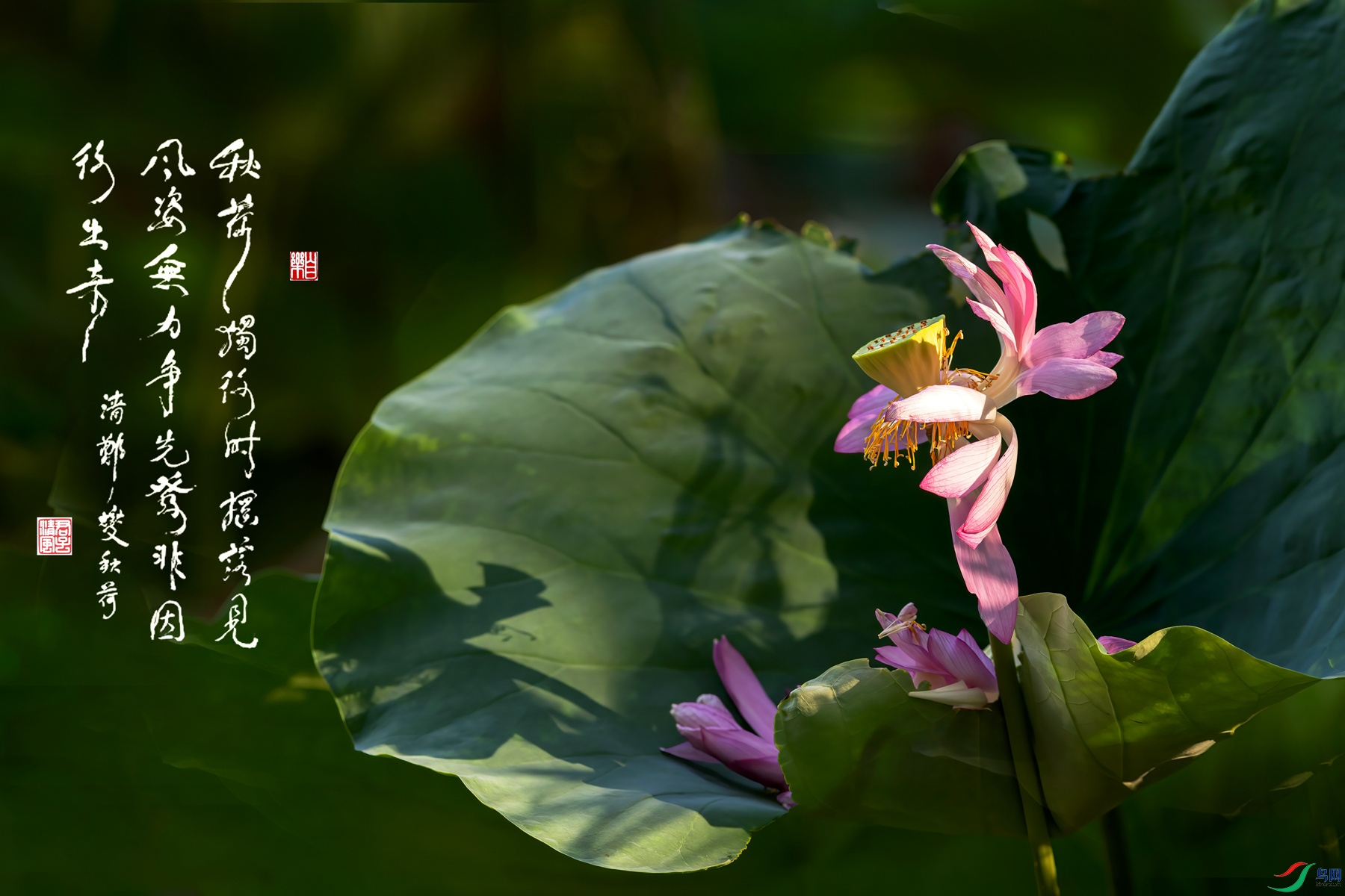 BF1I4985 ����-1_����.jpg