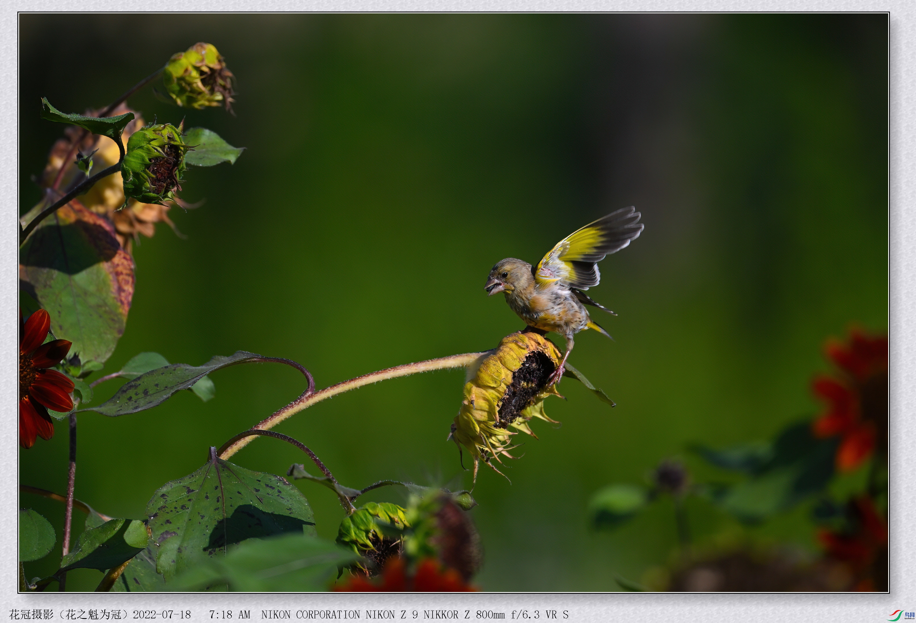 DSC_3367B-1-DeNoiseAI-low-light_����.jpg
